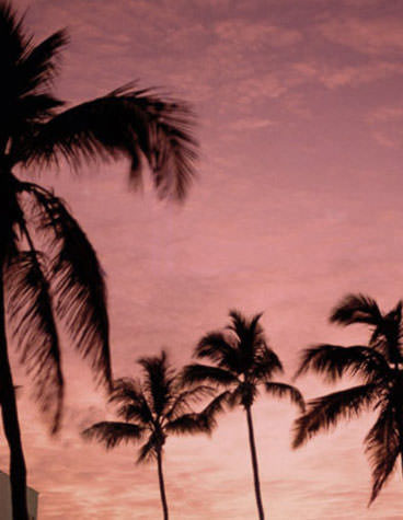 JIS Miami